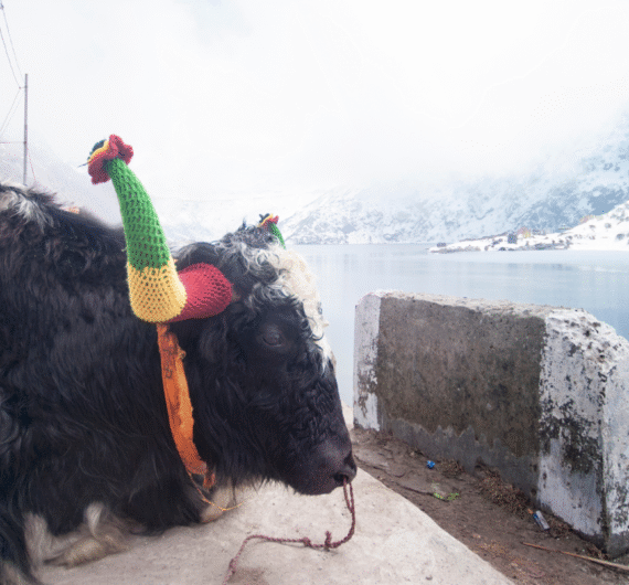 Gangtok (Trip to Tsomgo Lake + Baba Mandir-New)